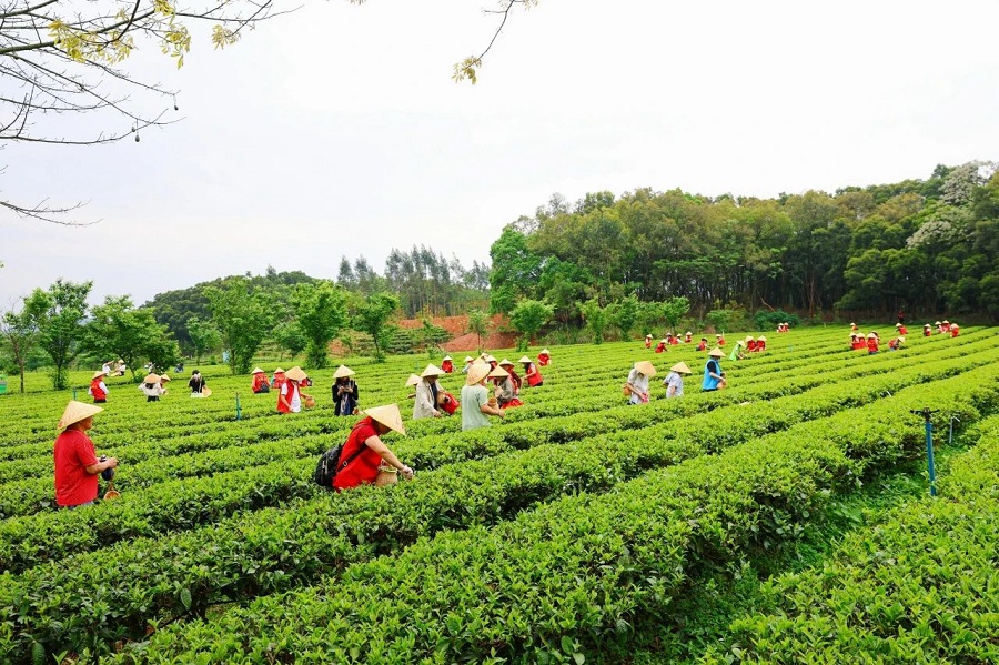 丝路对话委员会受邀参加2024第六届中国·英德红茶头采季开幕活动(图24)