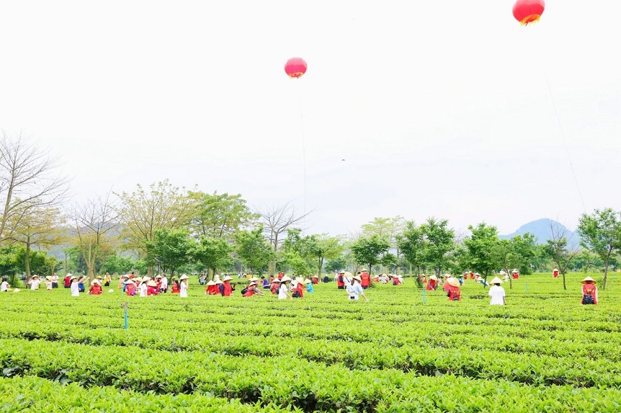 丝路对话委员会受邀参加2024第六届中国·英德红茶头采季开幕活动(图25)