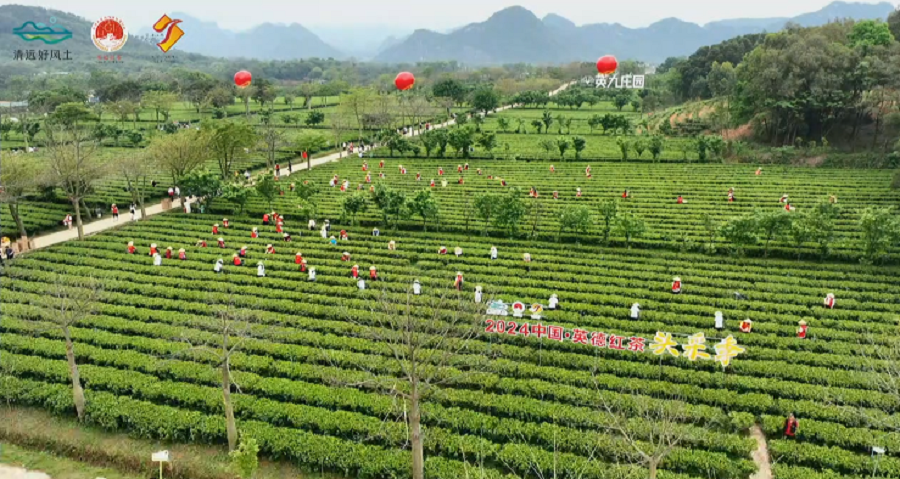 丝路对话委员会受邀参加2024第六届中国·英德红茶头采季开幕活动(图28)